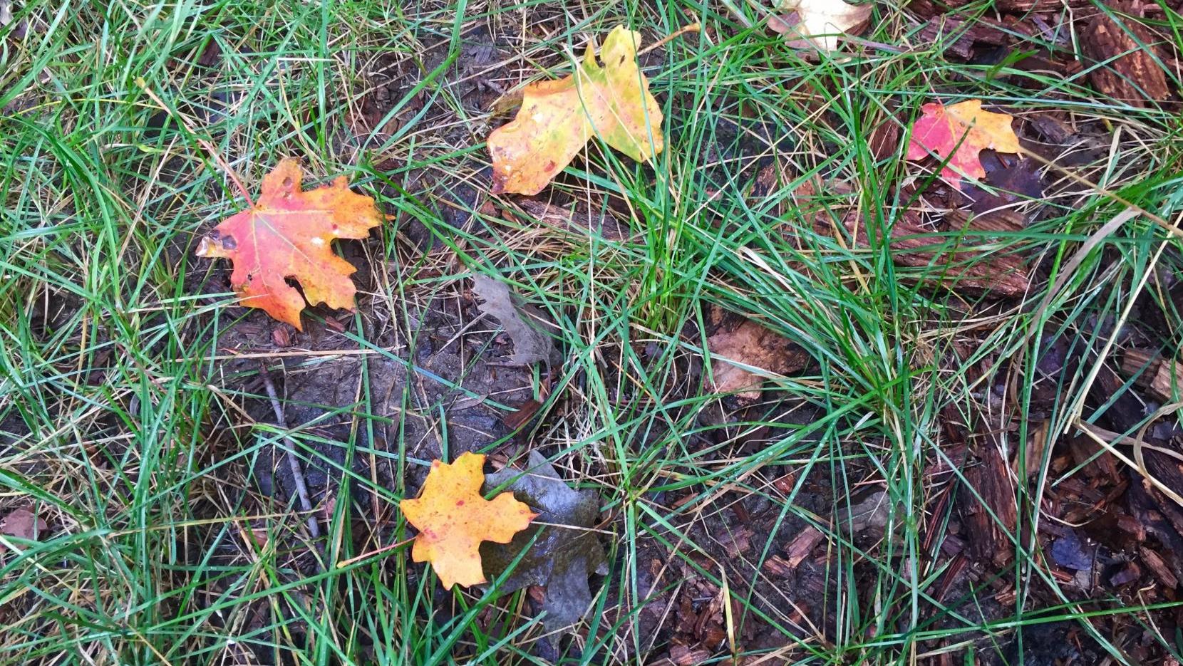 Here are some places to see fall colors in the Catalina Mountains